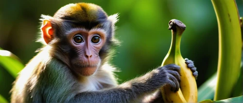 squirrel monkey,long tailed macaque,monkey banana,de brazza's monkey,ring-tailed,mandrill,cercopithecus neglectus,langur,primate,baby monkey,barbary monkey,tamarin,primates,madagascar,crab-eating macaque,monkey,white-fronted capuchin,tufted capuchin,baboon,macaque,Photography,Documentary Photography,Documentary Photography 12