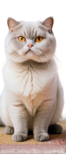 british shorthair,napoleon cat,fatayer,cat image,mow,cat,cat vector,breed cat,puss,löwchen,fat,gray cat,chartreux,funny cat,white cat,scottish fold,cartoon cat,cute cat,whitey,rex cat,Art,Artistic Painting,Artistic Painting 21