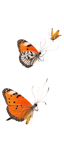 butterfly clip art,butterfly vector,euphydryas,melitaea,lycaena phlaeas,orange butterfly,dryas julia,vanessa (butterfly),vanessa atalanta,polygonia,viceroy (butterfly),lycaena,argynnis,hesperia comma,callophrys,butterfly background,hesperia (butterfly),comma,gulf fritillary,illustration,Illustration,Realistic Fantasy,Realistic Fantasy 31