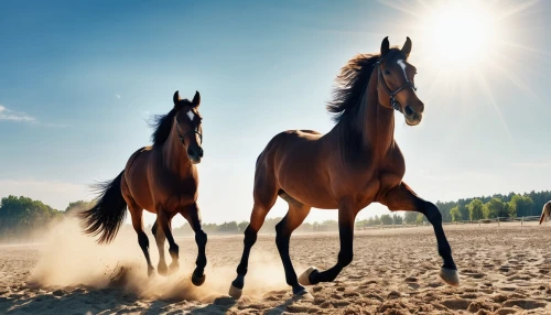 beautiful horses,arabian horses,equine,endurance riding,wild horses,arabian horse,horse running,quarterhorse,horses,equines,gallop,two-horses,horse breeding,belgian horse,gelding,horse free,wild horse,galloping,horse herd,horsemanship,Photography,General,Realistic