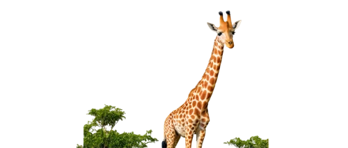 giraffe,giraffidae,giraffes,two giraffes,giraffe plush toy,longneck,madagascar,long neck,landmannahellir,bazlama,serengeti,aucasaurus,giraffe head,tirannosaurus,schleich,animal mammal,to scale,tall,neck,safari,Illustration,Japanese style,Japanese Style 10