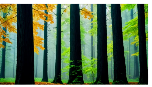 forest background,beech trees,forests,autumn forest,mixed forest,forest landscape,the forests,birch forest,trees with stitching,cartoon forest,coniferous forest,forest,fir forest,trees,the forest,forest floor,green forest,germany forest,row of trees,beech forest,Illustration,Black and White,Black and White 14
