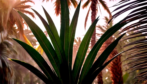 palm pasture,wine palm,palm field,palm fronds,desert palm,yucca palm,date palms,fan palm,royal palms,palm forest,sabal palmetto,palms,palm garden,palm,two palms,palm leaves,easter palm,palmtree,heads of royal palms,date palm,Illustration,Realistic Fantasy,Realistic Fantasy 47