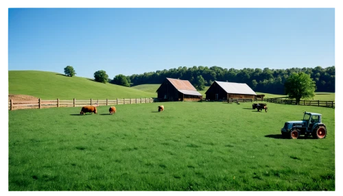 cows on pasture,cattle dairy,farm background,simmental cattle,livestock farming,dairy cattle,alpine pastures,farm landscape,holstein cattle,allgäu brown cattle,pasture,hay farm,organic farm,pony farm,stock farming,farm set,pasture fence,farm animals,tona organic farm,agricultural machinery,Conceptual Art,Oil color,Oil Color 02