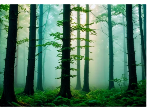 foggy forest,coniferous forest,fir forest,temperate coniferous forest,spruce forest,tropical and subtropical coniferous forests,old-growth forest,spruce-fir forest,forests,forest background,holy forest,germany forest,mixed forest,bavarian forest,green forest,forest landscape,forest,pine forest,larch forests,the forests,Illustration,Retro,Retro 16