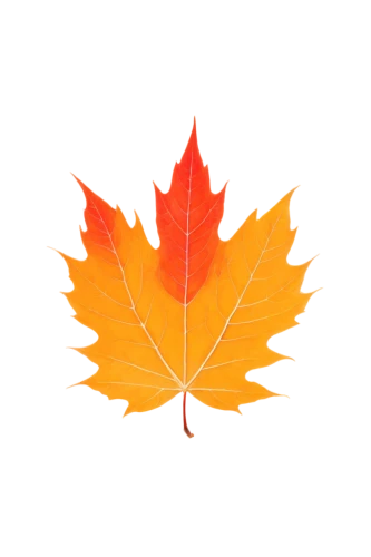 maple leaf,maple leaf red,red maple leaf,yellow maple leaf,leaf background,maple leave,maple leaves,maple foliage,canadian flag,leaf rectangle,fall leaf,fall leaf border,leaf maple,autumn leaf,autumn icon,autumn leaf paper,maple,golden leaf,red leaf,oak leaf,Illustration,Abstract Fantasy,Abstract Fantasy 16