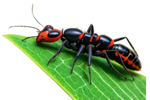 black ant,blister beetles,carpenter ant,halictidae,scentless plant bugs,ant,field wasp,axyridis,aix galericulata,membrane-winged insect,insects,ants,mantidae,lymantriidae,eumenidae,insect,erinaceidae,cyprinidae,cingulata,ciconia ciconia,Illustration,Retro,Retro 14