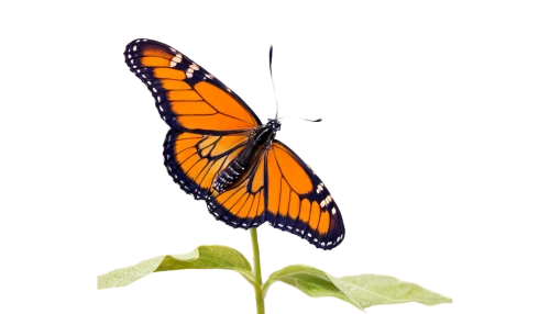 viceroy (butterfly),butterfly vector,butterfly clip art,monarch butterfly,orange butterfly,euphydryas,monarch,polygonia,melitaea,butterfly background,illustration,butterfly isolated,hesperia (butterfly),vanessa atalanta,vanessa (butterfly),defense,isolated butterfly,gulf fritillary,gatekeeper (butterfly),butterfly milkweed,Illustration,Retro,Retro 07