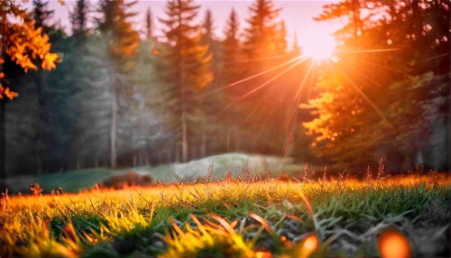 sunburst background,background view nature,landscape background,meadow and forest,meadow landscape,forest background,sunrays,sun rays,lens flare,aaa,nature landscape,golden light,bavarian forest,forest landscape,rays of the sun,goldenlight,sunlight through leafs,germany forest,sun burning wood,spring background,Conceptual Art,Daily,Daily 21