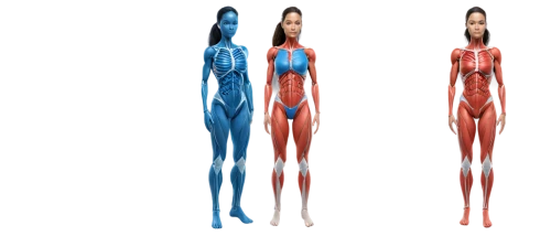 muscular system,human body anatomy,articulated manikin,human anatomy,limb males,biomechanically,rmuscles,the human body,human body,connective tissue,elongated,elongate,artificial hair integrations,figure group,stilts,3d figure,rope (rhythmic gymnastics),3d model,fractalius,nordic combined,Illustration,Paper based,Paper Based 28
