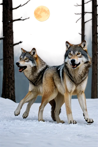 two wolves,wolf couple,wolves,huskies,canis lupus,werewolves,wolf pack,two running dogs,howling wolf,sled dog,wolf hunting,mushing,west siberian laika,tamaskan dog,wolfdog,canis lupus tundrarum,dog sled,sled dog racing,sakhalin husky,east siberian laika,Conceptual Art,Sci-Fi,Sci-Fi 21