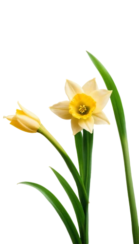 flowers png,the trumpet daffodil,daffodil,daffodils,easter lilies,jonquils,yellow daffodil,turkestan tulip,yellow daffodils,flower background,tulipa,jonquil,daf daffodil,yellow avalanche lily,star-of-bethlehem,tulipa sylvestris,novruz,avalanche lily,yellow daylily,light yellow daylily,Illustration,Abstract Fantasy,Abstract Fantasy 10