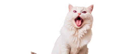 turkish angora,berger blanc suisse,american eskimo dog,funny cat,turkish van,cat vector,japanese spitz,white shepherd,yawning,white cat,english white terrier,pet vitamins & supplements,oriental shorthair,cat tongue,pink cat,borzoi,peterbald,yawns,cat image,indian spitz,Illustration,Black and White,Black and White 29