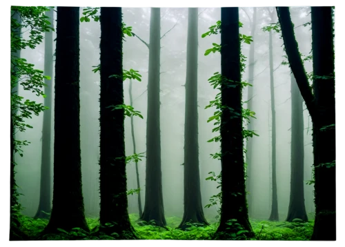 foggy forest,green forest,germany forest,forests,coniferous forest,forest background,beech forest,forest landscape,forest,fir forest,the forests,mixed forest,aaa,the forest,forest floor,forest dark,foggy landscape,temperate coniferous forest,forest of dreams,beech trees,Illustration,Paper based,Paper Based 10