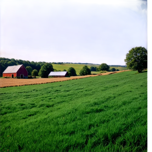 farm landscape,grain field panorama,farmland,farm background,rural landscape,green landscape,green fields,uckermark,grassland,pasture,agricultural,country side,field barn,stock farming,farm,pastures,countryside,hay farm,farmstead,country-side,Art,Artistic Painting,Artistic Painting 41