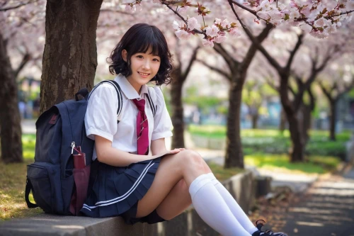 japanese sakura background,sakura background,anime japanese clothing,schoolgirl,sakura flower,sakura blossom,sakura flowers,sakura,girl sitting,chidori is the cherry blossoms,girl studying,sakura blossoms,azusa nakano k-on,sakura tree,school uniform,school skirt,the cherry blossoms,cherry blossoms,takato cherry blossoms,sakura trees,Photography,Documentary Photography,Documentary Photography 34