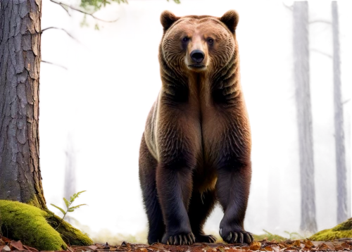 brown bear,nordic bear,bear guardian,cute bear,bear,american black bear,grizzly bear,brown bears,grizzly cub,great bear,grizzly,bear kamchatka,kodiak bear,cub,bear cub,grizzlies,little bear,sun bear,bear bow,scandia bear,Conceptual Art,Daily,Daily 25