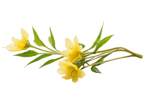 peruvian lily,flowers png,freesia,freesias,jonquil,tulipa sylvestris,cutleaf evening primrose,ylang-ylang,carolina jasmine,evening primrose family,hemerocallis,easter lilies,hemerocallis fulva,chloraea,trollius download,common evening primrose,jasminum sambac,jonquils,fritillaria,perforate st john's wort,Conceptual Art,Graffiti Art,Graffiti Art 06