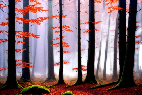 autumn forest,autumn background,forest background,forest landscape,cartoon video game background,coniferous forest,fir forest,mixed forest,world digital painting,foggy forest,deciduous forest,beech trees,cartoon forest,autumn trees,background vector,landscape background,forest of dreams,birch tree background,forest glade,spruce forest,Illustration,Black and White,Black and White 26