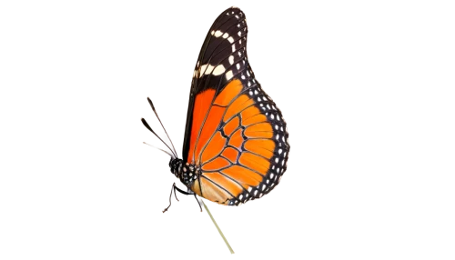 euphydryas,viceroy (butterfly),heliconius hecale,coenonympha tullia,white admiral or red spotted purple,vanessa atalanta,butterfly vector,coenonympha,scotch argus,brush-footed butterfly,hesperia (butterfly),melitaea,orange butterfly,polygonia,butterfly isolated,butterfly clip art,limenitis,gulf fritillary,vanessa (butterfly),lycaena phlaeas,Art,Classical Oil Painting,Classical Oil Painting 31