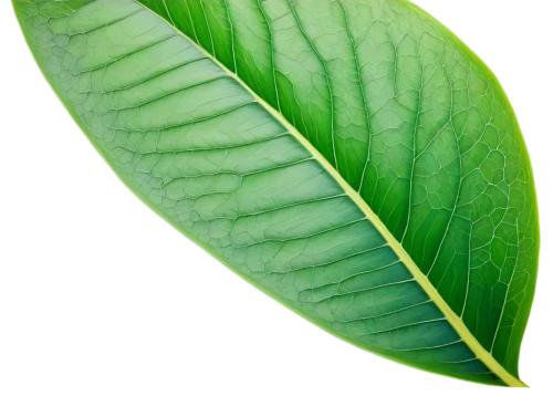 tropical leaf,magnolia leaf,tropical leaf pattern,walnut leaf,jungle leaf,coconut leaf,banana leaf,custody leaf,foliage leaf,mape leaf,fig leaf,chestnut leaf,green leaf,leaf,leaf structure,tree leaf,beech leaf,palm leaf,fan leaf,leaf pattern,Photography,Documentary Photography,Documentary Photography 26