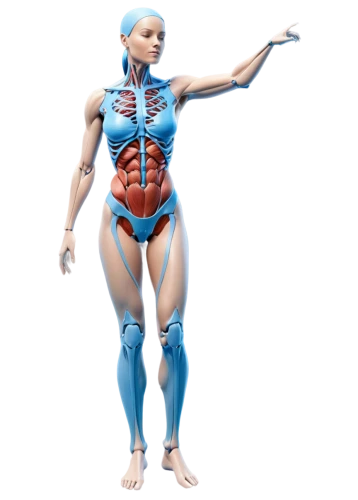 human body anatomy,muscular system,the human body,human anatomy,articulated manikin,human body,anatomical,3d figure,medical illustration,muscle woman,deep tissue,anatomy,connective tissue,human internal organ,biomechanically,muscle angle,rmuscles,3d model,body-building,kinesiology,Illustration,Vector,Vector 07