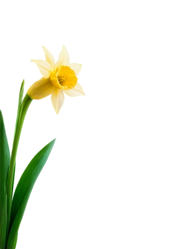 flowers png,daffodil,the trumpet daffodil,yellow daffodil,flower background,daffodils,tulip background,minimalist flowers,easter lilies,jonquils,yellow daffodils,spring background,single flower,spring leaf background,star-of-bethlehem,flower opening,turkestan tulip,yolk flower,yellow flower,jonquil,Art,Classical Oil Painting,Classical Oil Painting 19