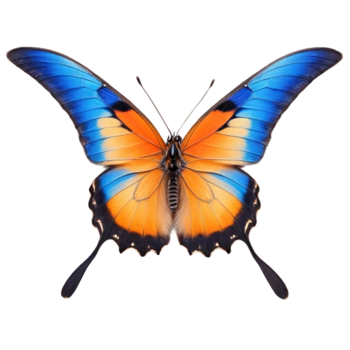 butterfly vector,butterfly clip art,hesperia (butterfly),orange butterfly,morpho butterfly,butterfly background,morpho,vanessa (butterfly),viceroy (butterfly),ulysses butterfly,euphydryas,morpho peleides,lycaena phlaeas,lycaena,white admiral or red spotted purple,polygonia,cupido (butterfly),butterfly isolated,c butterfly,butterfly,Illustration,Japanese style,Japanese Style 18