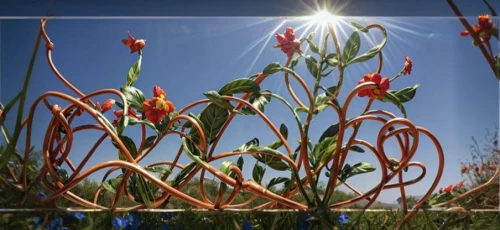 flowers png,frame flora,garden sculpture,tulip branches,sundew,flower frame,straw flower,upright flower stalks,flower clock,sky ladder plant,desert flower,firecracker flower,flowers frame,flower frames,plant stem,the flower buds,desert plant,erdsonne flower,garden fork,tendril