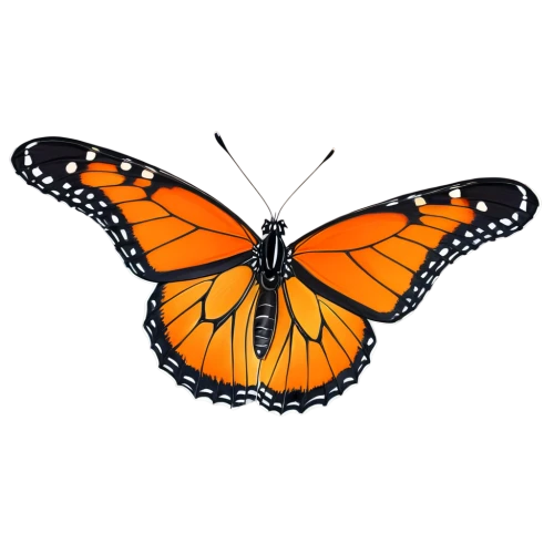 butterfly vector,butterfly clip art,viceroy (butterfly),orange butterfly,euphydryas,vanessa (butterfly),vanessa atalanta,hesperia (butterfly),monarch butterfly,polygonia,butterfly background,melitaea,brush-footed butterfly,butterfly isolated,lepidoptera,white admiral or red spotted purple,gatekeeper (butterfly),c butterfly,monarch,checkerboard butterfly,Illustration,Japanese style,Japanese Style 07