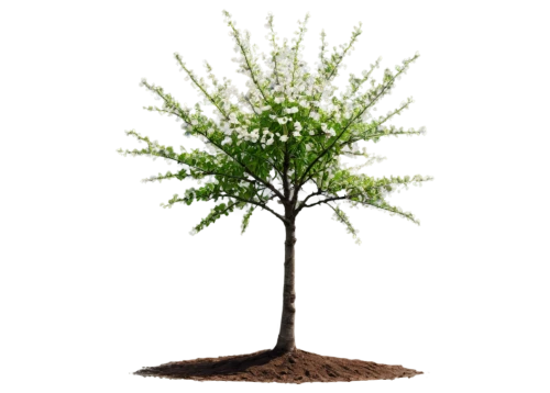 dwarf tree,siberian elm,arbor day,pam trees,potted tree,sapling,shortleaf black spruce,flourishing tree,acacia,small tree,ornamental tree,sambucus,swedish mountain ash,ornamental shrub,tree white,columbian spruce,podocarpus,chastetree,thuja,rowan-tree,Illustration,Japanese style,Japanese Style 08