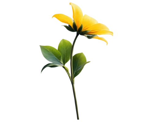 flowers png,minimalist flowers,ikebana,lotus png,sand coreopsis,helianthus occidentalis,helianthus,rudbeckia,rudbeckia nidita,arnica,tulipa sylvestris,hieracium,trumpet flower,cinquefoil,helianthus tuberosus,helianthus annuus,tall cinquefoil,small sun flower,guernsey lily,passifloraceae,Illustration,Paper based,Paper Based 26