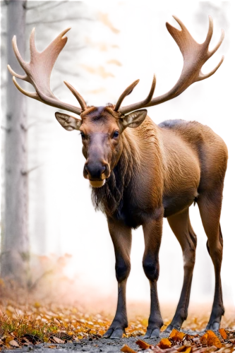 elk,elk bull,male deer,deer bull,manchurian stag,cervus elaphus,european deer,moose antlers,moose,red deer,buffalo plaid antlers,stag,whitetail,buck antlers,bull elk resting,antler velvet,whitetail buck,antlers,antler,raindeer,Photography,Documentary Photography,Documentary Photography 31