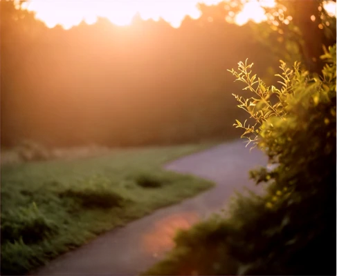 aaa,helios44,aa,helios 44m7,helios 44m,lubitel 2,goldenlight,pathway,helios 44m-4,path,country road,trail,golden light,background bokeh,evening sun,the path,the way of nature,bicycle path,meadow rues,sunburst background,Conceptual Art,Fantasy,Fantasy 20