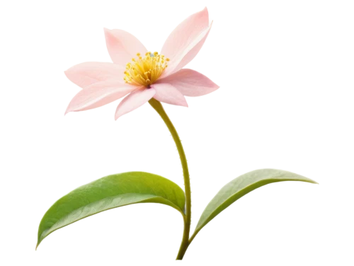 magnolia star,flowers png,minimalist flowers,lotus png,flower background,magnolia × soulangeana,japanese anemone,chinese magnolia,flower illustration,anemone japonica,lily flower,lotus ffflower,single flower,flower illustrative,pink flower white,bush anemone,cosmos flower,magnolia flower,centaurium,tea flowers,Illustration,Realistic Fantasy,Realistic Fantasy 29