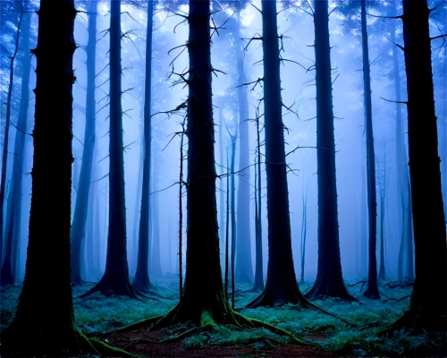 foggy forest,germany forest,fir forest,forest dark,winter forest,elven forest,coniferous forest,forest background,haunted forest,fairytale forest,the forest,forest of dreams,spruce forest,the forests,forest,bavarian forest,forests,forest landscape,holy forest,black forest,Photography,Fashion Photography,Fashion Photography 19