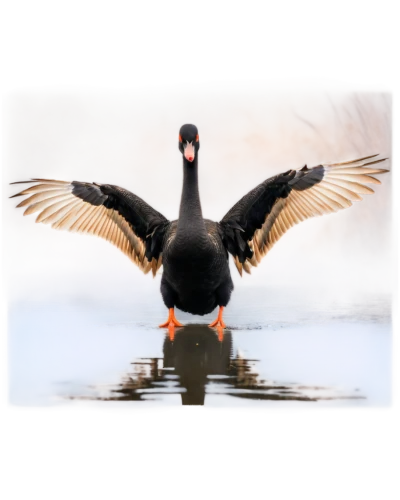 american black duck,shelduck,australian shelduck,sporting decoys,canadian goose,tula fighting goose,canada goose,waterfowl,greylag goose,american coot,chestnut-breasted shelduck,water fowl,waterfowls,cayuga duck,gooseander,surf scoter,aquatic bird,saddle-billed stork,duck on the water,wild goose,Photography,Documentary Photography,Documentary Photography 31