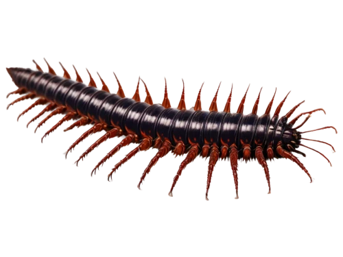 millipedes,centipede,noorderleech,arthropod,hairfinned silverfish,amphipoda,cockroach,halictidae,earwig,gammarus,trilobite,gekkonidae,larval,isopod,trochidae,ammonoidea,geoemydidae,lymantriidae,cyprinidae,kinosternidae,Illustration,American Style,American Style 15