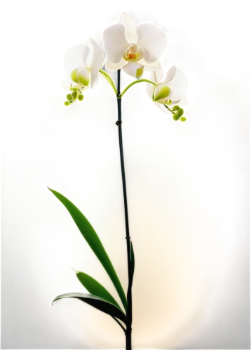 white orchid,moth orchid,flowers png,mixed orchid,phalaenopsis equestris,orchid flower,phalaenopsis,easter lilies,lily of the valley,white floral background,orchid,christmas orchid,tuberose,tulip white,butterfly orchid,ikebana,phalaenopsis sanderiana,white lily,yellow orchid,madonna lily,Illustration,Black and White,Black and White 33