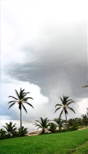 palm pasture,kerala,coconut palms,monsoon,palm field,tropical cyclone,kerala porotta,srilanka,sri lanka,guyana,mozambique,shelf cloud,mangalore bajji,landscape photography,date palms,hyderabad,a thunderstorm cell,rangpur,northeast brazil,storm clouds,Conceptual Art,Graffiti Art,Graffiti Art 02