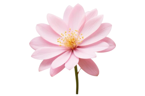 dahlia pink,pink chrysanthemum,flowers png,japanese anemone,anemone japonica,magnolia star,star dahlia,lotus png,cosmos flower,korean chrysanthemum,pink anemone,flower of dahlia,pink flower white,vancouver dahlia,pink flower,pink dahlias,minimalist flowers,pink magnolia,lotus ffflower,flower background,Conceptual Art,Oil color,Oil Color 18