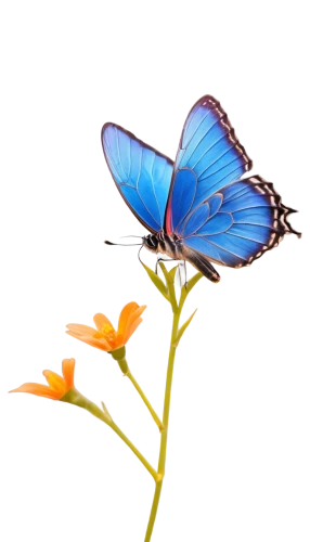 butterfly vector,blue butterfly background,butterfly clip art,butterfly background,ulysses butterfly,adonis blue,blue butterflies,butterfly isolated,blue butterfly,butterfly on a flower,morpho butterfly,blue morpho,isolated butterfly,blue morpho butterfly,morpho,butterfly,transparent background,hesperia (butterfly),common blue butterfly,butterfly floral,Illustration,Realistic Fantasy,Realistic Fantasy 06