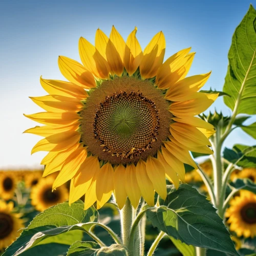 stored sunflower,sunflower field,sunflower,sunflower paper,sunflower lace background,sun flowers,sun flower,sunflower coloring,sunflowers,flowers sunflower,woodland sunflower,sunflower seeds,helianthus sunbelievable,sunflowers in vase,helianthus,helianthus occidentalis,sunflowers and locusts are together,small sun flower,helianthus annuus,solar