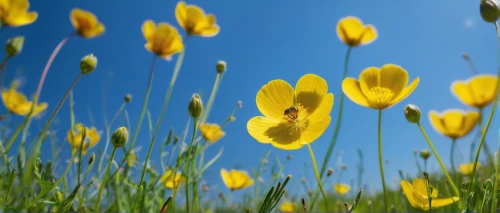 buttercups,trollius download,tall field buttercup,sand coreopsis,cosmos flowers,narrow-leaved sundrops,tulipa sylvestris,daffodil field,trollius of the community,corn poppies,poppy flowers,field flowers,yellow anemone,meadow flowers,flowering meadow,field of rapeseeds,spring meadow,wild tulips,marsh marigolds,iceland poppy,Illustration,Retro,Retro 14