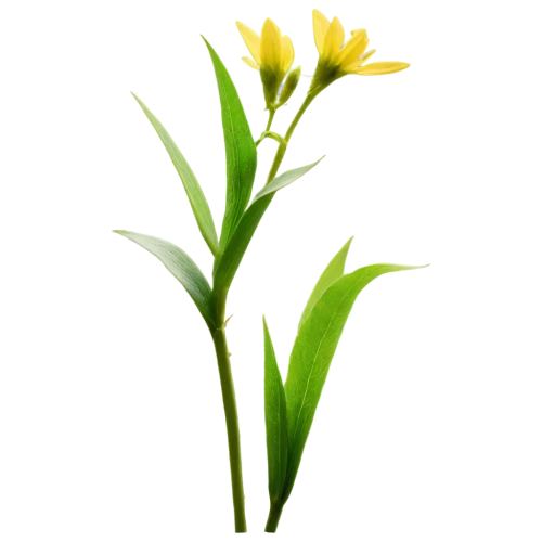 flowers png,turkestan tulip,yellow nutsedge,tulipa sylvestris,tulipa,the trumpet daffodil,daffodil,jonquils,daffodils,grass lily,citronella,tulip background,hieracium,novruz,jonquil,minimalist flowers,flower background,tulip,flower broom,oil-related plant,Unique,3D,Toy