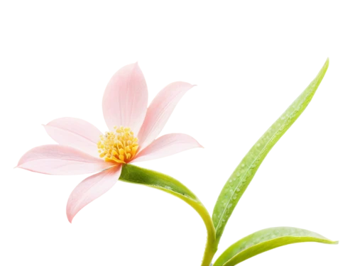 flowers png,magnolia star,flower background,gaura,lily flower,lilium candidum,lotus png,centaurium,magnolia × soulangeana,tea flowers,cosmos flower,chinese magnolia,sego lily,minimalist flowers,single flower,wood daisy background,lotus ffflower,pink flower white,student flower,flower illustration,Art,Classical Oil Painting,Classical Oil Painting 25