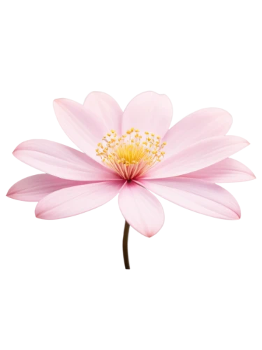 pink chrysanthemum,flowers png,dahlia pink,anemone japonica,cosmos flower,lotus png,japanese anemone,pink anemone,gerbera flower,chrysanthemum cherry,pink water lily,korean chrysanthemum,lotus ffflower,pink flower,flower background,pink floral background,gerbera,magnolia flower,flower illustrative,minimalist flowers,Illustration,Paper based,Paper Based 14