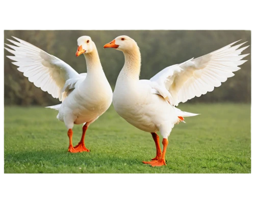 a pair of geese,greylag geese,geese,ducks  geese and swans,tula fighting goose,swan pair,ducks,gooseander,goose game,canadian swans,greylag goose,fry ducks,doves of peace,snow goose,waterfowls,sporting decoys,duck females,water fowl,goslings,waterfowl,Conceptual Art,Fantasy,Fantasy 06
