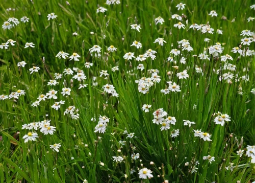 stitchwort,arrowgrass,sea arrowgrass,water dropwort,douglas' meadowfoam,grass blossom,galium,blooming grass,lily of the field,ribwort,meadow plant,field flowers,flowers of the field,garlic chives,cuckoo flower,saxifragales,white flowers,chives field,arable widow flowers,ornithogalum umbellatum,Photography,Black and white photography,Black and White Photography 03
