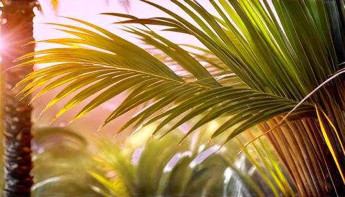 palm field,palm pasture,wine palm,palm fronds,palm leaves,palmtree,palm branches,fan palm,coconut palm tree,palm tree vector,coconut palms,tropical floral background,palm forest,royal palms,coconut palm,palms,palm tree,palm,desert palm,easter palm,Photography,Artistic Photography,Artistic Photography 04